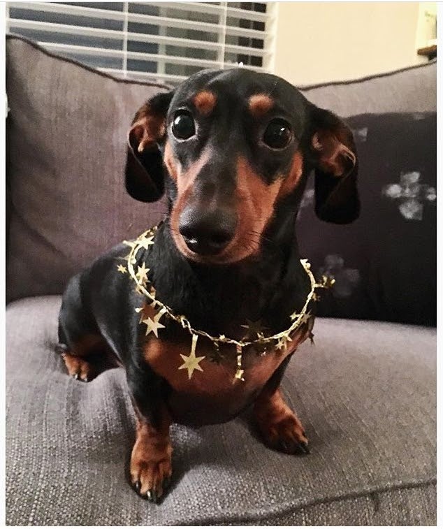 dachshound